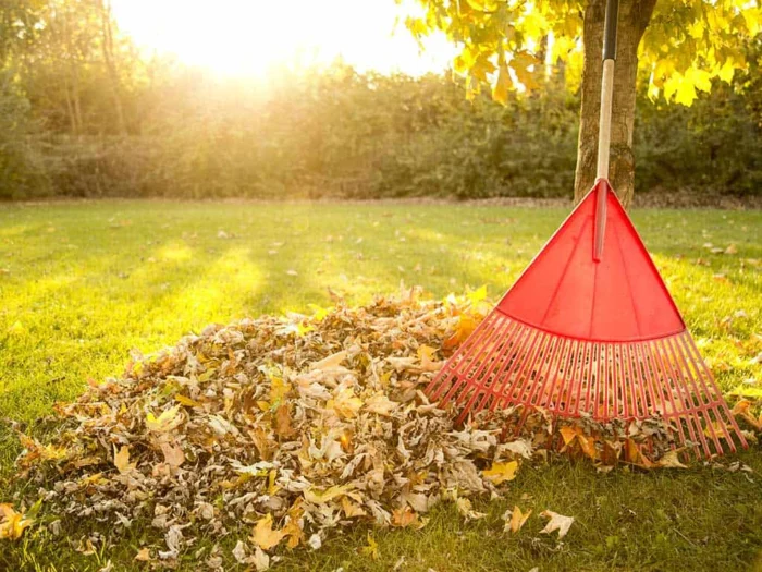 Autumn leaf cleanup with a garden rake