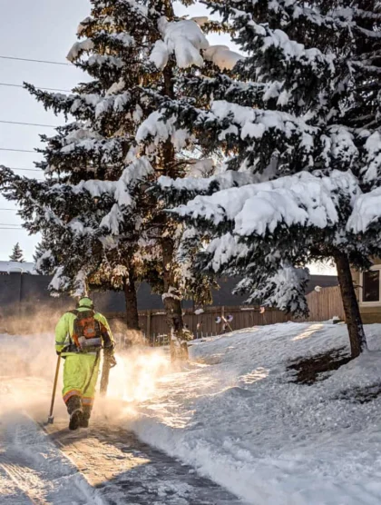 Snow removal beneath evergreen trees